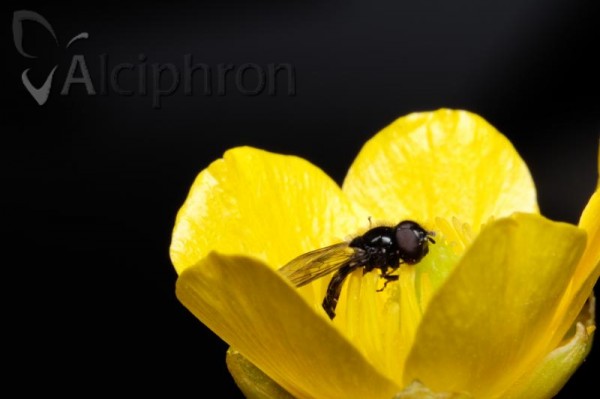 Neocnemodon pubescens