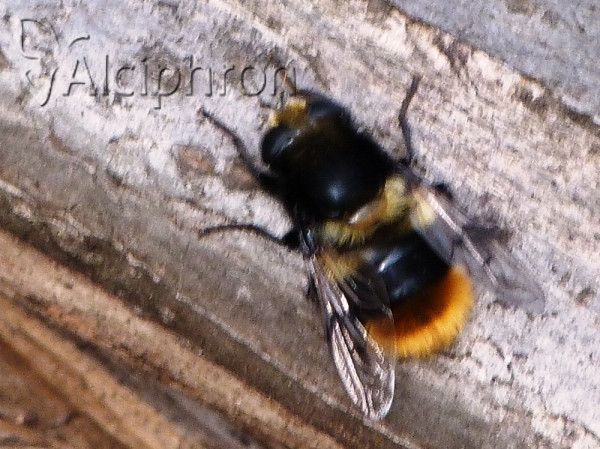 Mallota fuciformis