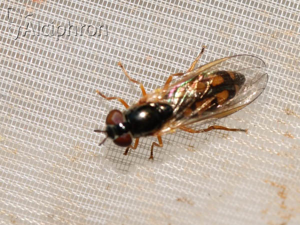 Melanostoma mellinum