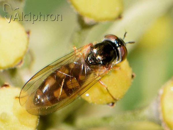 Melanostoma mellinum