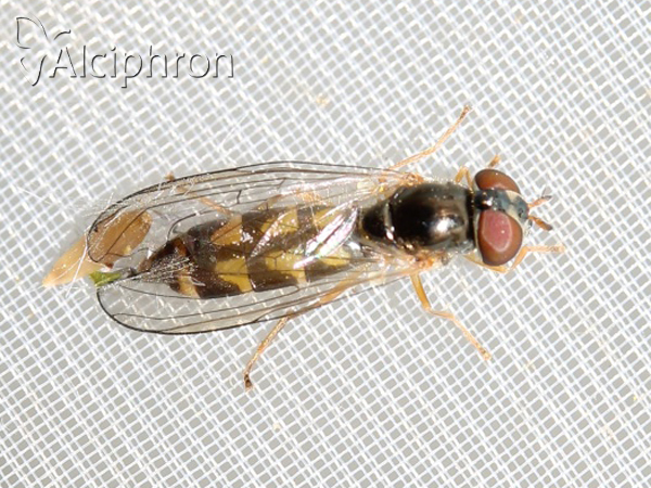 Melanostoma scalare
