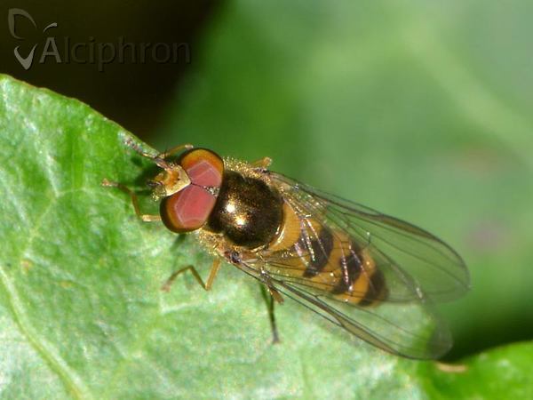 Meliscaeva auricollis