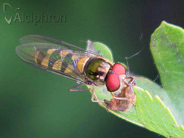 Meliscaeva auricollis
