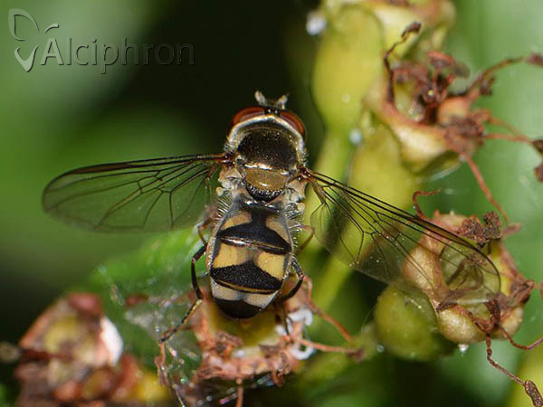 Meliscaeva auricollis
