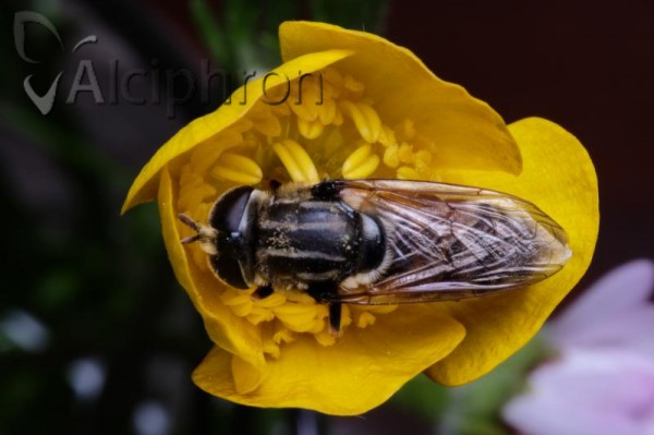 Merodon avidus