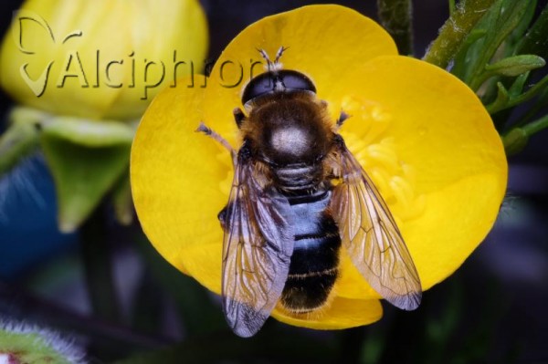 Merodon ruficornis