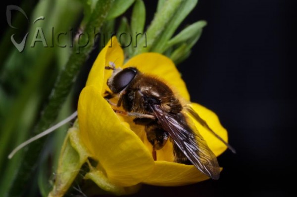 Merodon ruficornis