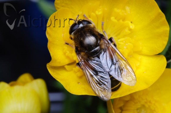 Merodon ruficornis