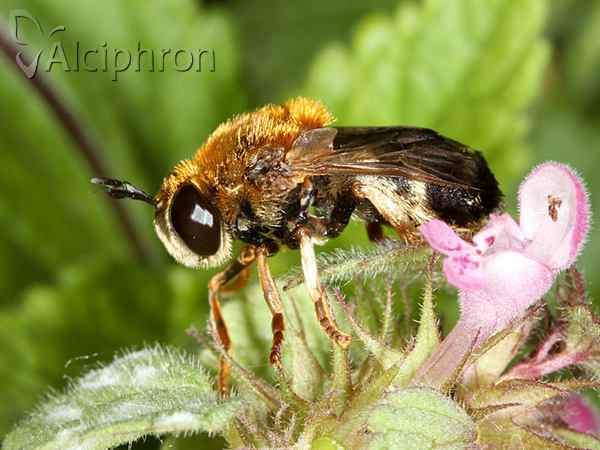 Microdon mutabilis