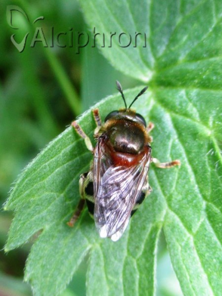 Microdon myrmicae