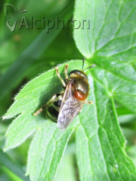Microdon myrmicae