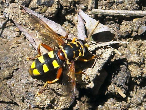 Milesia semiluctifera