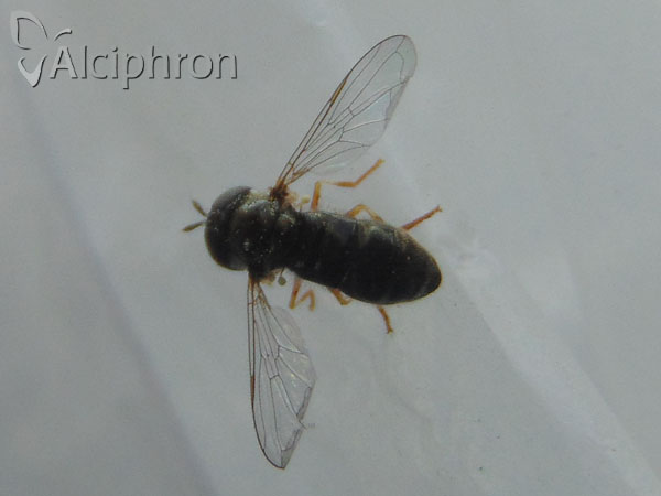 Paragus haemorrhous