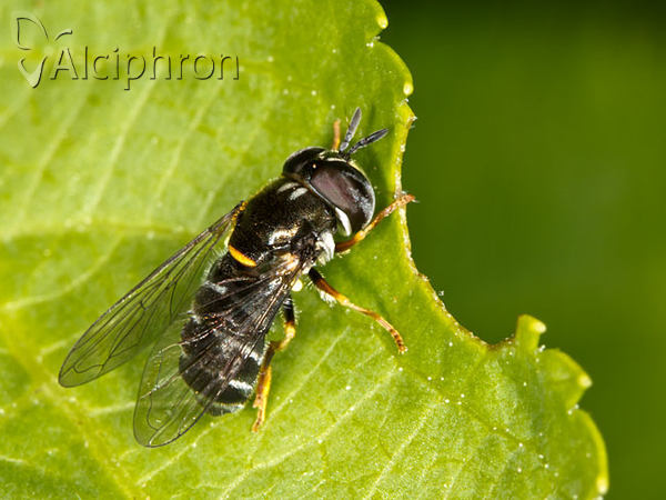 Paragus pecchiolii