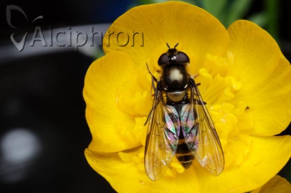 Parasyrphus lineolus