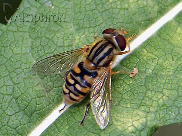 Parhelophilus versicolor