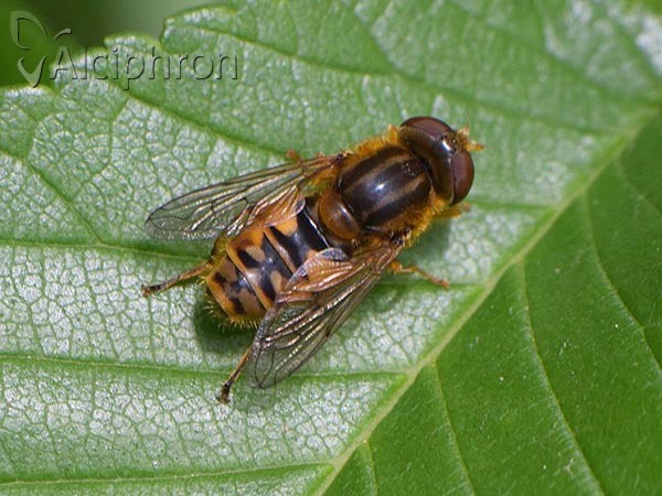 Parhelophilus versicolor
