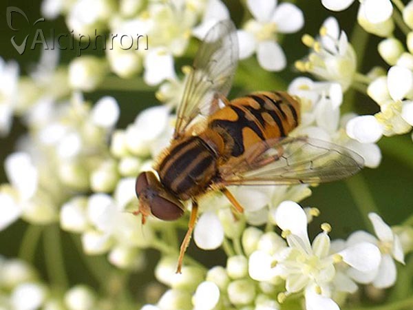 Parhelophilus versicolor