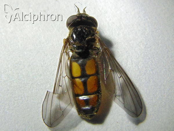 Pelecocera latifrons