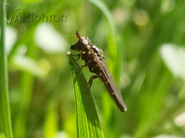 Pelecocera latifrons