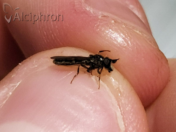 Pelecocera latifrons
