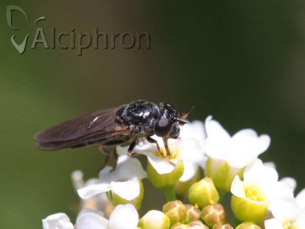 Pelecocera latifrons
