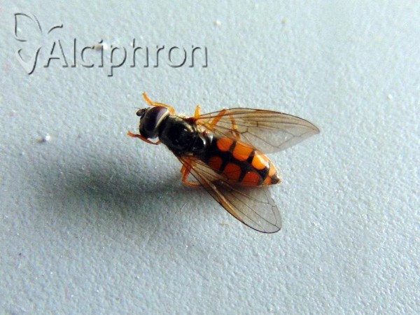 Platycheirus clypeatus