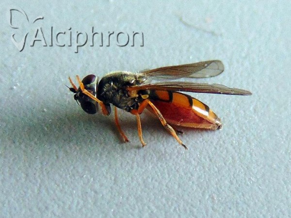 Platycheirus clypeatus
