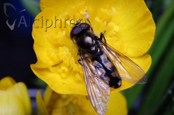 Platycheirus nielseni