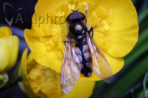 Platycheirus nielseni