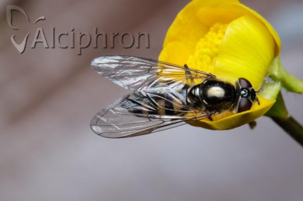 Platycheirus parmatus