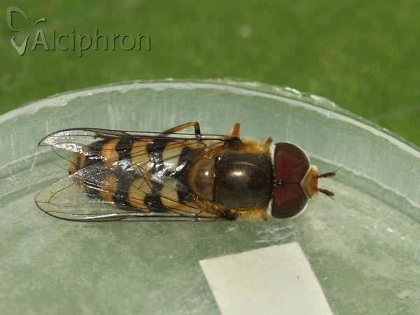 Scaeva dignota