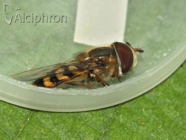 Scaeva dignota