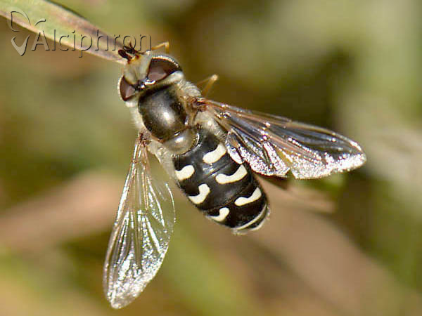Scaeva pyrastri