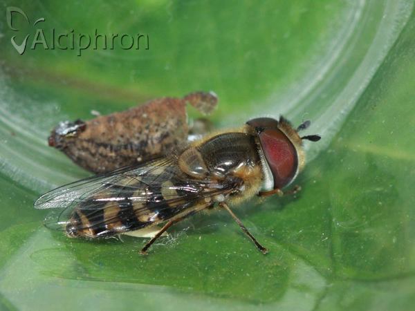 Scaeva selenitica