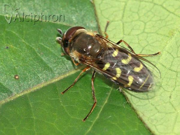 Scaeva selenitica