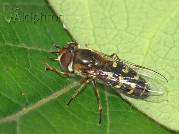 Scaeva selenitica