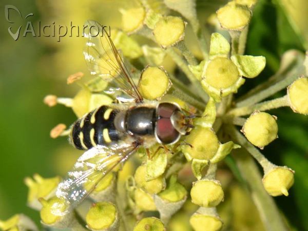 Scaeva selenitica
