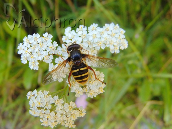 Sericomyia silentis