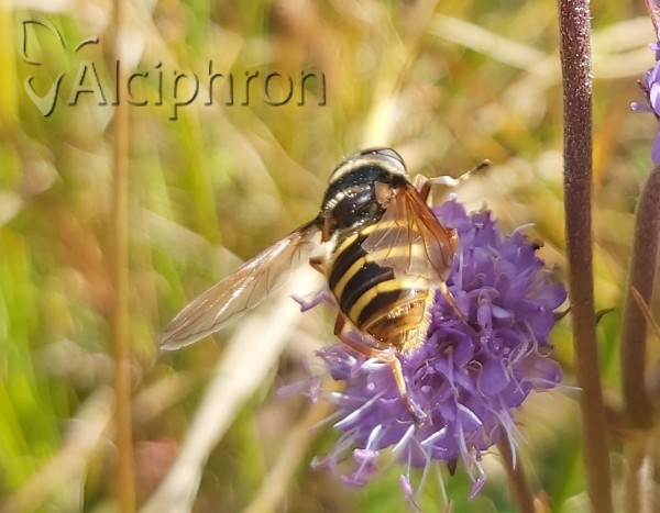 Sericomyia silentis