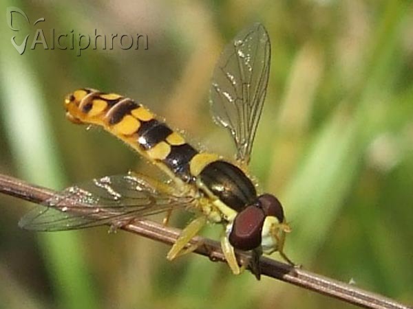 Sphaerophoria interrupta