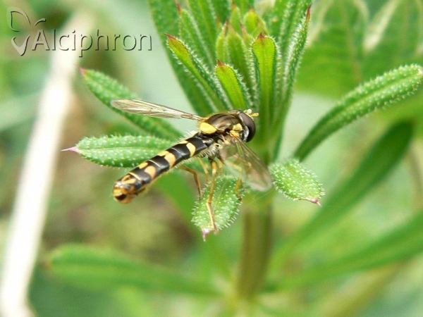 Sphaerophoria rueppelli