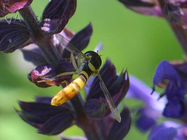 Sphaerophoria rueppelli