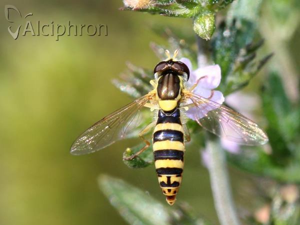 Sphaerophoria scripta