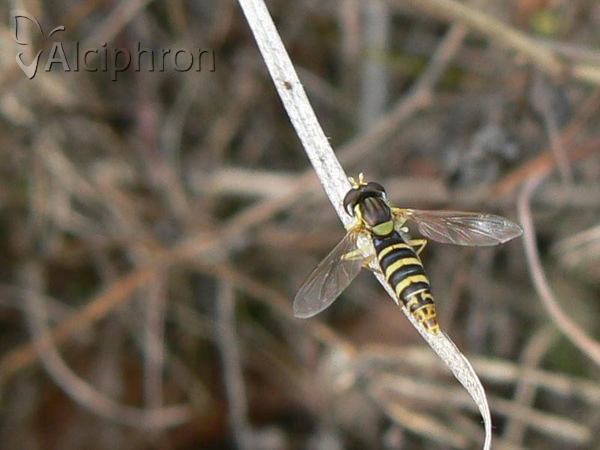 Sphaerophoria scripta