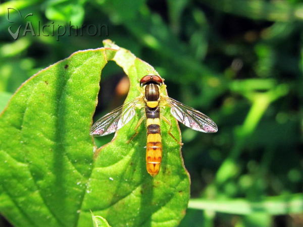 Sphaerophoria scripta