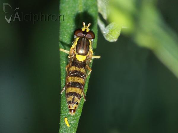 Sphaerophoria scripta