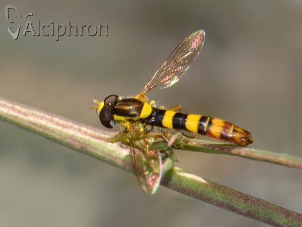 Sphaerophoria scripta
