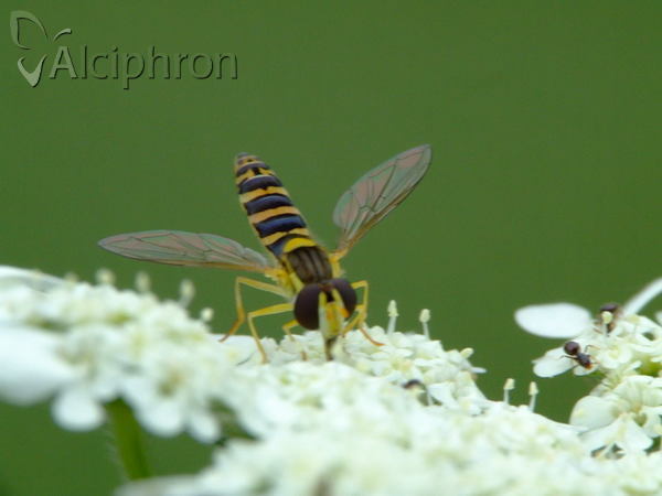Sphaerophoria scripta