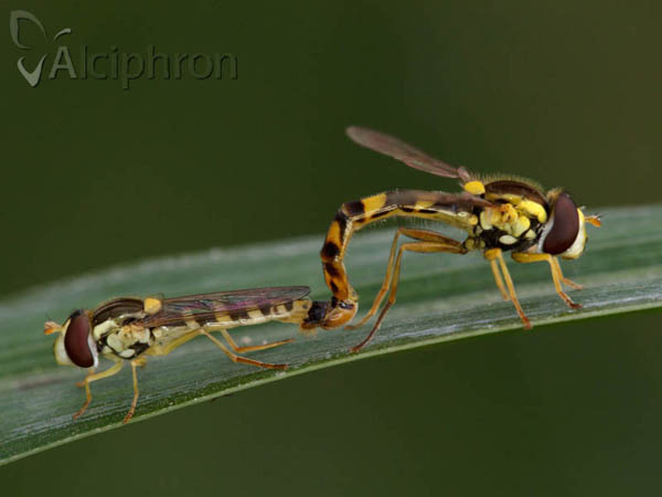 Sphaerophoria scripta